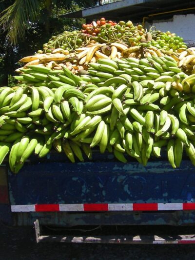 6: Fresh Farm Produce