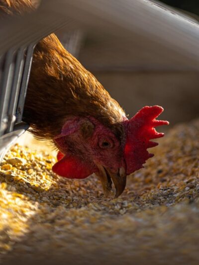 3: Livestock & Aquaculture
