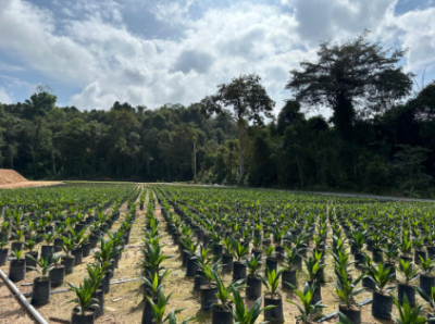 JS Naman Nursery Sdn Bhd - High-Quality Certified Oil Palm Seedlings (Anak Benih Sawit)