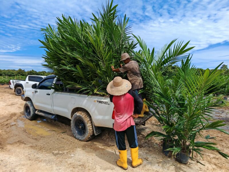 Miri Best One Sdn Bhd - Quality Certified Oil Palm Seedlings (Anak Benih Sawit)